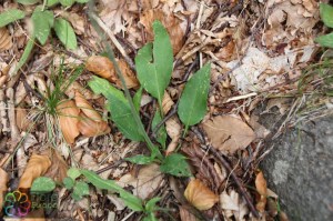 hieracium lachenalii(4).jpg_product